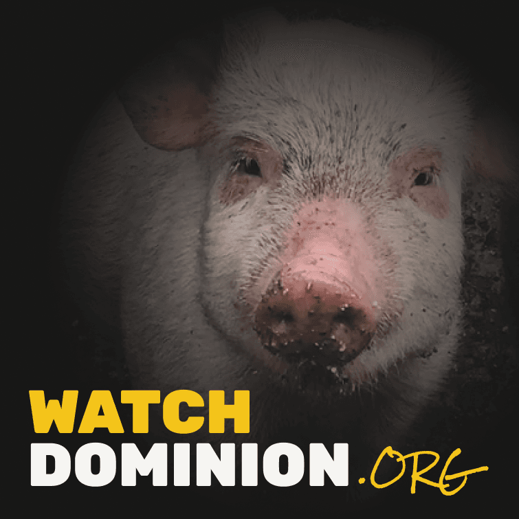 Watch Dominion logo